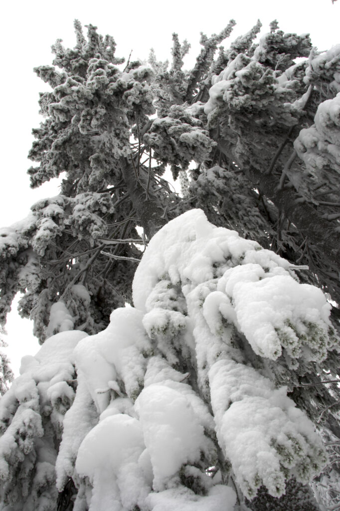 Norway, Oslo, Holmenkollen. Snow covered trees found in the Holmenkollen area near to the Tryvann Ski-field.