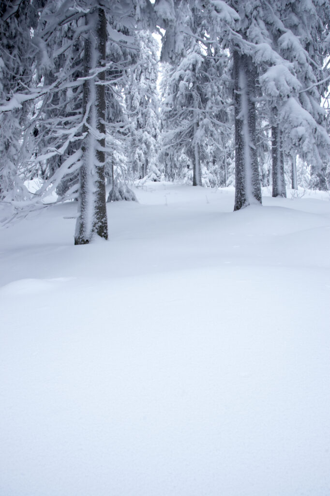 Norway, Oslo, Holmenkollen. Snow covered trees found in the Holmenkollen area near to the Tryvann Ski-field.