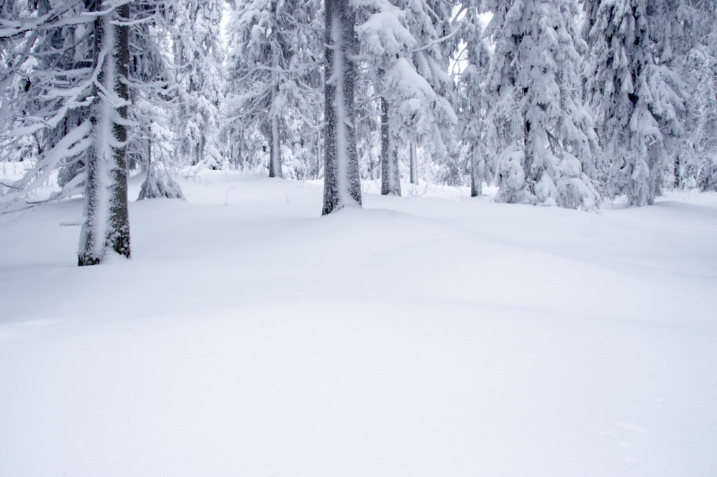 Norway, Oslo, Holmenkollen. Snow covered trees found in the Holmenkollen area near to the Tryvann Ski-field.