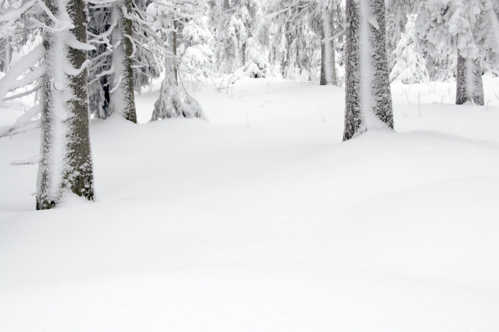 Norway, Oslo, Holmenkollen. Snow covered trees found in the Holmenkollen area near to the Tryvann Ski-field.