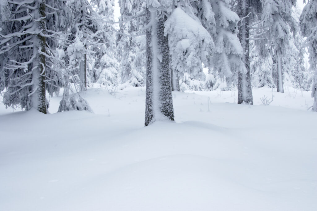 Norway, Oslo, Holmenkollen. Snow covered trees found in the Holmenkollen area near to the Tryvann Ski-field.