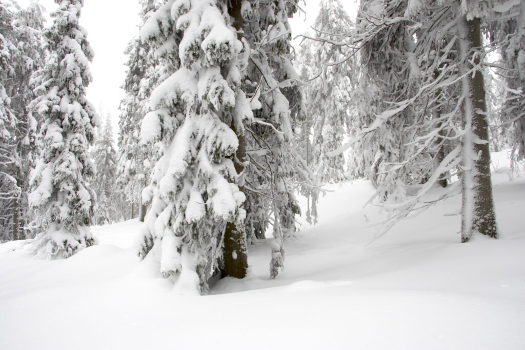 Norway, Oslo, Holmenkollen. Snow covered trees found in the Holmenkollen area near to the Tryvann Ski-field.