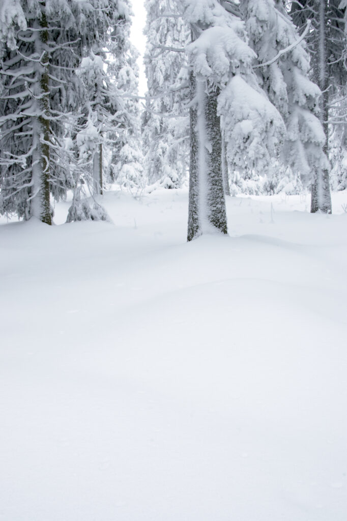 Norway, Oslo, Holmenkollen. Snow covered trees found in the Holmenkollen area near to the Tryvann Ski-field.