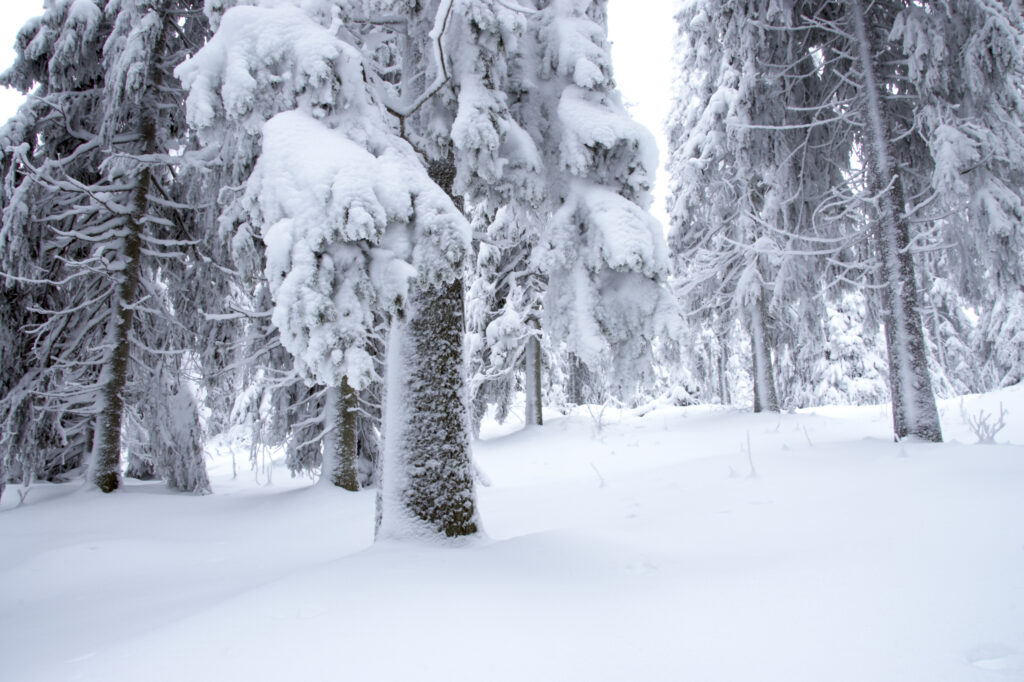 Norway, Oslo, Holmenkollen. Snow covered trees found in the Holmenkollen area near to the Tryvann Ski-field.
