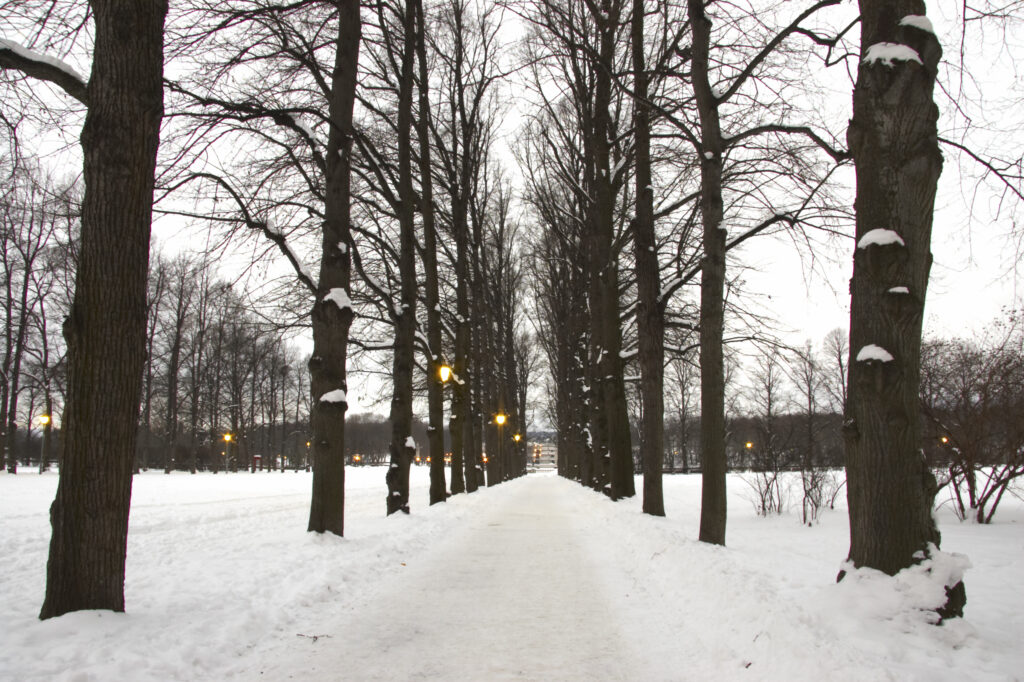 Norway, Oslo, Oslo City. Snow covered avenue of trees leading to the many famous statues by Gustav Vigeland