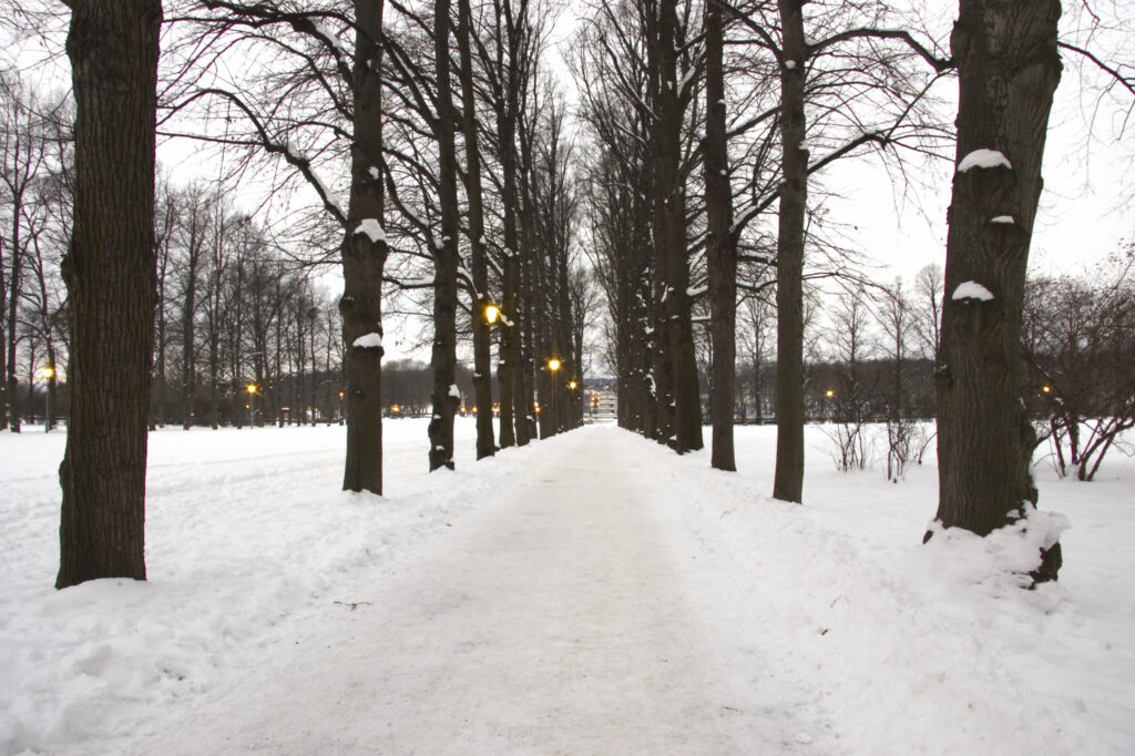 Norway, Oslo, Oslo City. Snow covered avenue of trees leading to the many famous statues by Gustav Vigeland