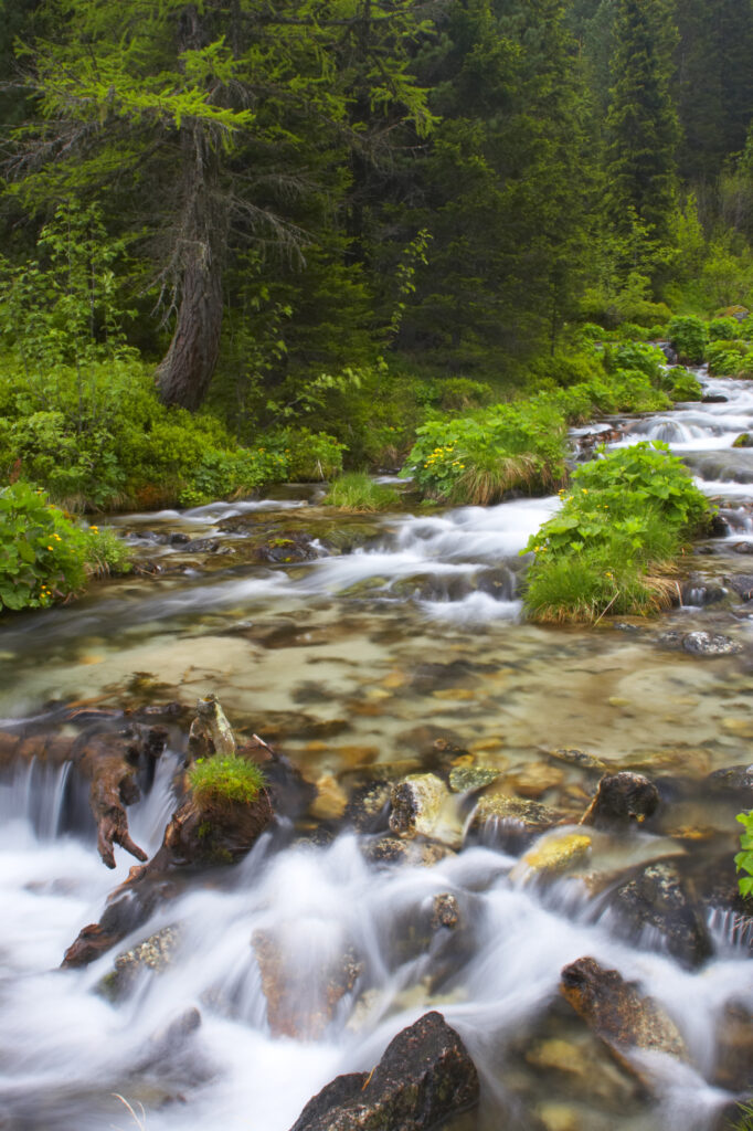 Switzerland Valais Val d Arpette A small stream flowing through woodland in the Val d arpette running to the Lac de Champex