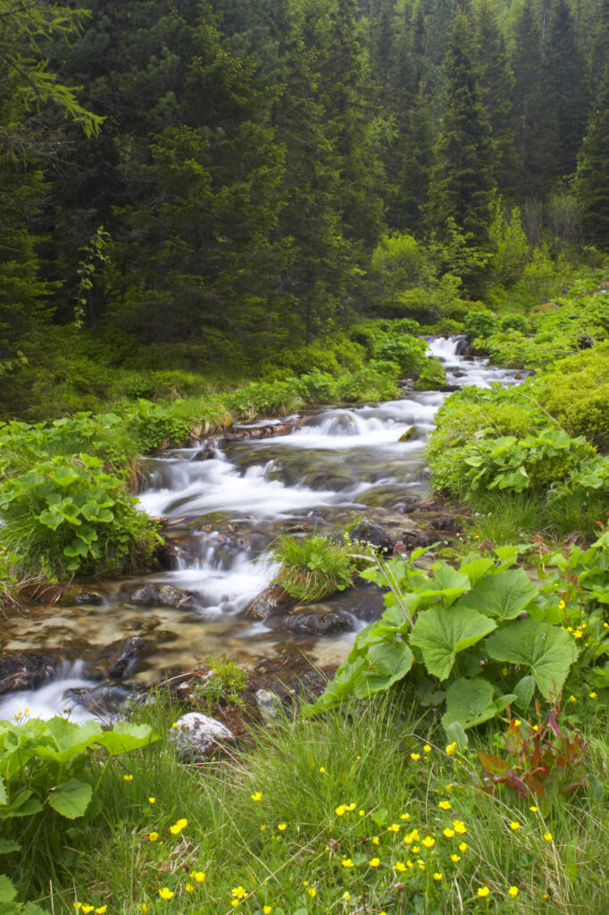 Switzerland Valais Val d Arpette A small stream flowing through woodland in the Val d arpette running to the Lac de Champex
