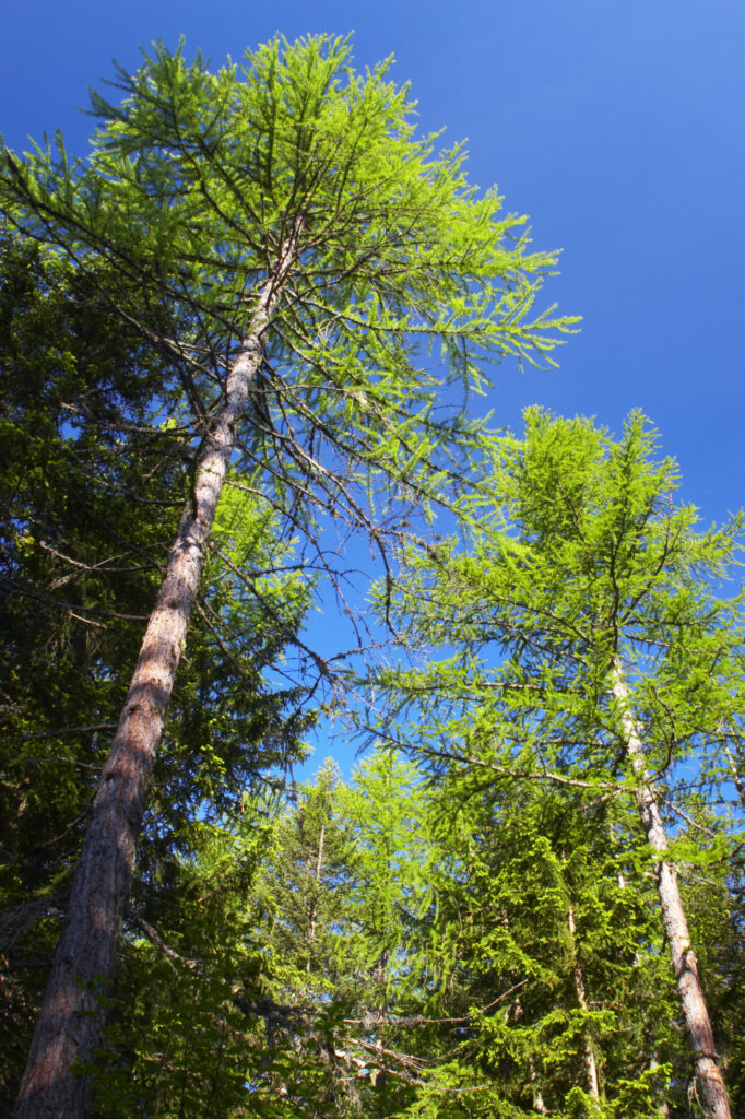 Switzerland Valais Val Ferret. The vibrant colors of woodland against a blue sky near the village of La Fouly
