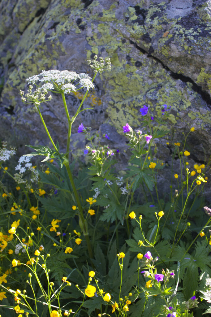 Switzerland Valais Val Ferret. Wild flowers against lichen covered rock in a wild flower meadow near the village of La Fouly