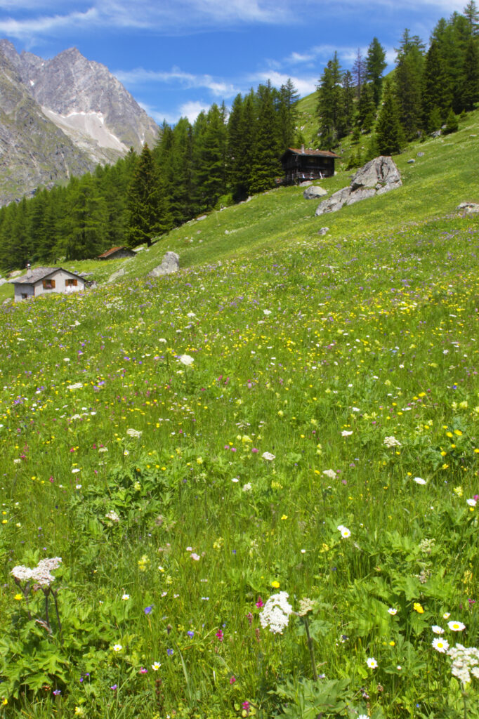 Switzerland Valais Val Ferret. A wood cabin within a wild flower meadow against a dramatic mountain backdrop near La Fouly