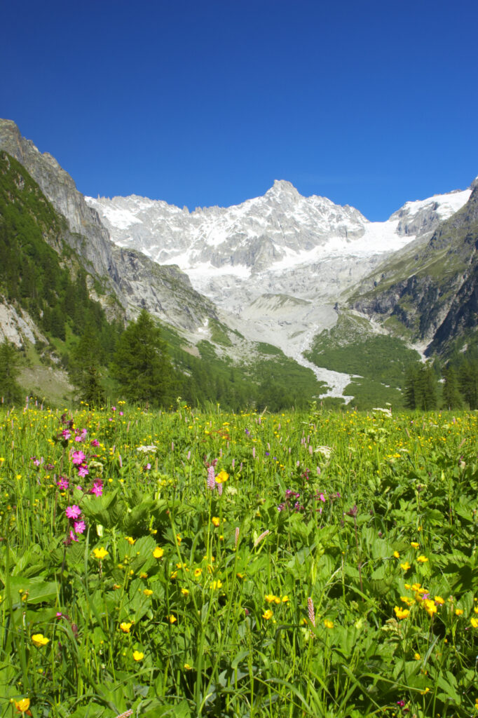 Switzerland Valais Val Ferret. A colourfull wild flower meadow against a dramatic mountain backdrop near the village of La Fouly