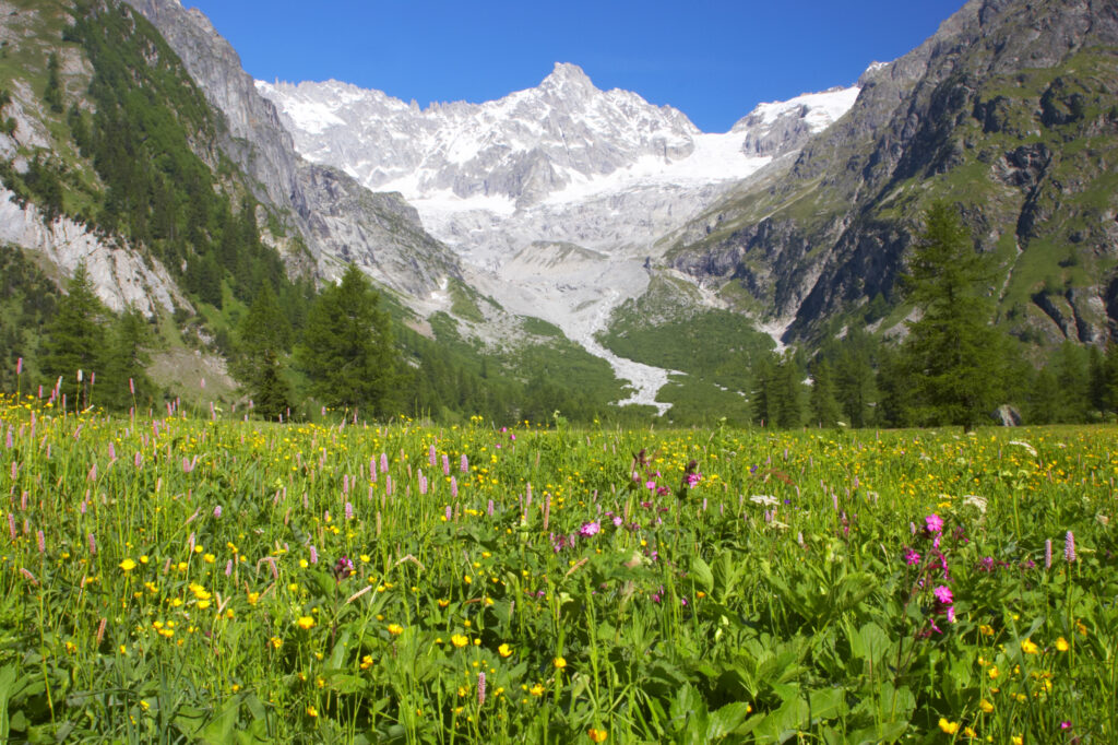 Switzerland Valais Val Ferret. A colourfull wild flower meadow against a dramatic mountain backdrop near the village of La Fouly