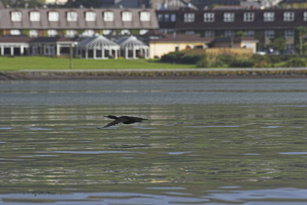 Ireland County Kerry Dingle Peninsula Sea bird flying accross the waters of Dingle Bay.