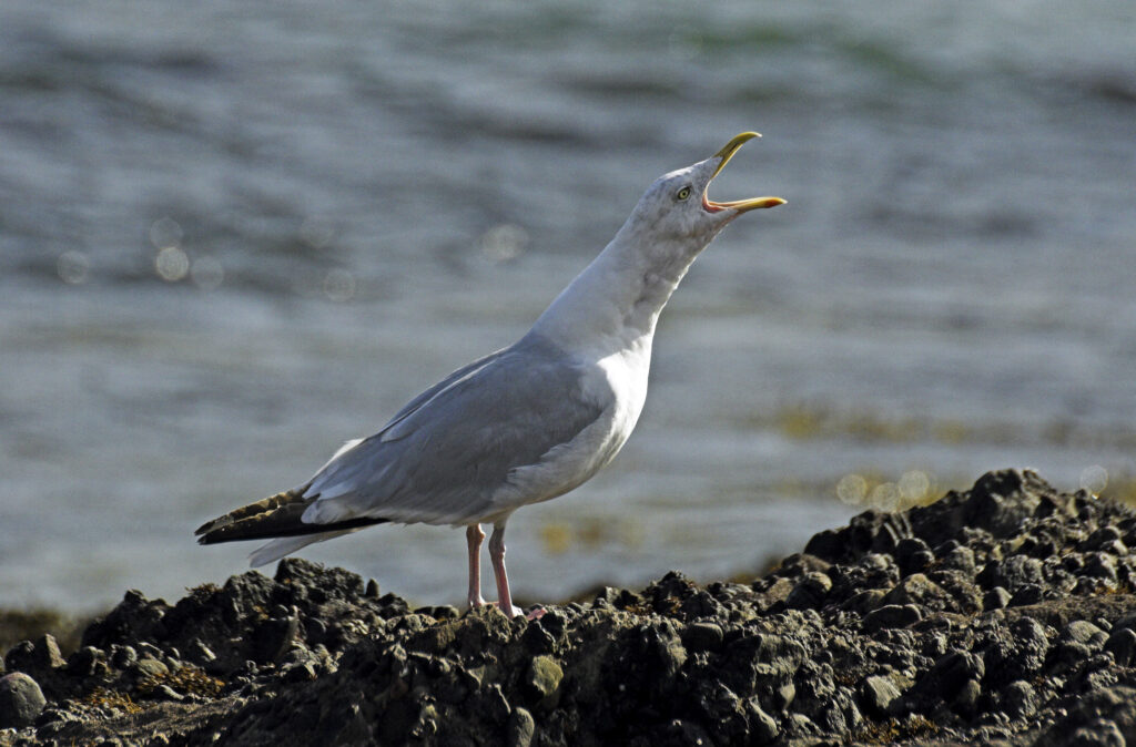 Ireland County Kerry Dingle A calling gull / seagull near Dingle Bay on the Dingle Peninsula.