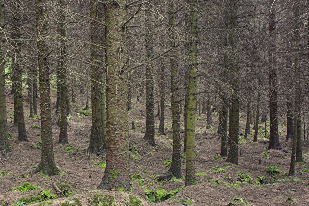 Northern Ireland County Down Tollymore Forest Park A forest plantation in the heart of Tollymore Forest Park