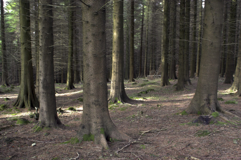 Northern Ireland County Down Tollymore Forest Park A forest plantation in the heart of Tollymore Forest Park