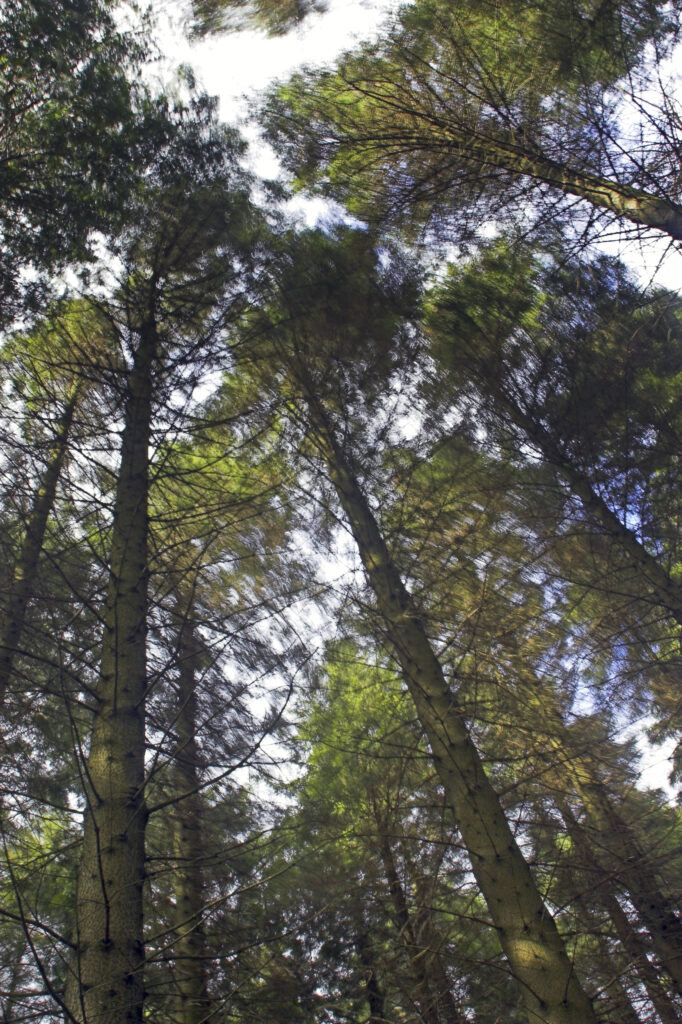 Northern Ireland County Down Tollymore Forest Park A forest plantation in the heart of Tollymore Forest Park
