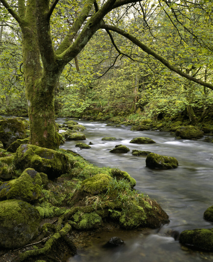 England, Cumbria, Lake District National Park. The great Langdale Beck running through woodland nr Chapel Stile on the Cumbria way.