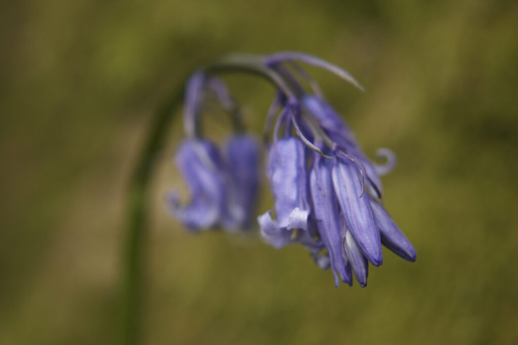 England, Cumbria, Native Bluebell Flower In Spring A close up view of a native bluebell photographed in woodland by Elterwater