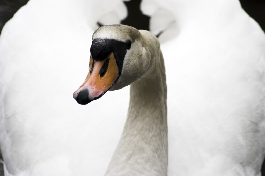 England, Cumbria, Lake District National Park. A graceful swan, photographed upon the waters of Elterwater.