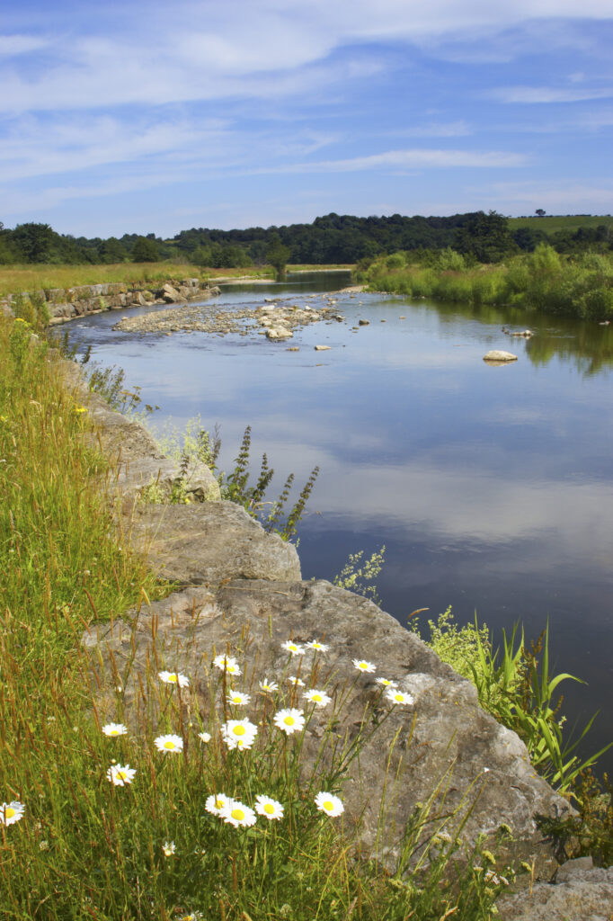 England, Cumbria, River Caldrew near Dalston. Wild flowers complemented by the blue skies of summer.