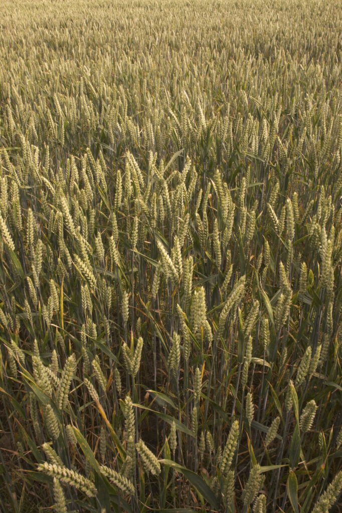 England, Cumbria. A close up view of farmers crops in a field near Bog Bridge, along the Cumbria Way long distance route