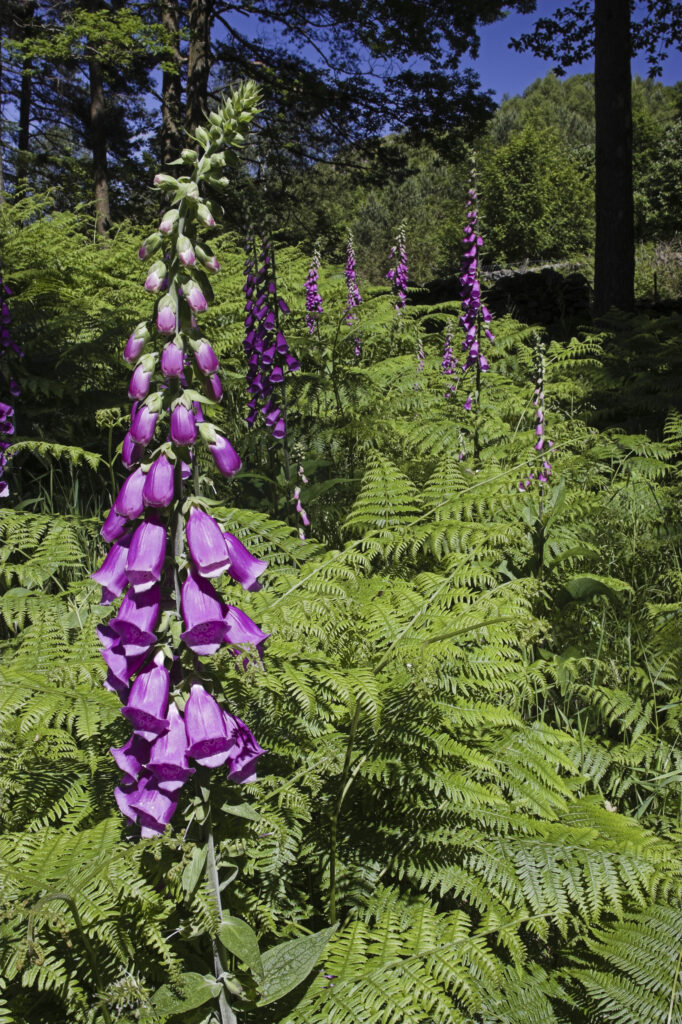 England, Cumbria, Lake District National Park. Flowering Fox Gloves within a pocket of woodland near High Oxen Fell.