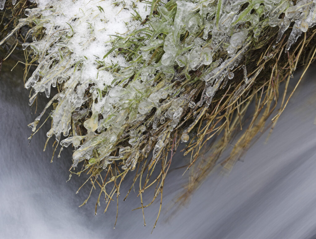 England, Cumbria, Lake District National Park. A winter study of tussock and ice on the banks of Whit Beck, on the Cumbria Way.