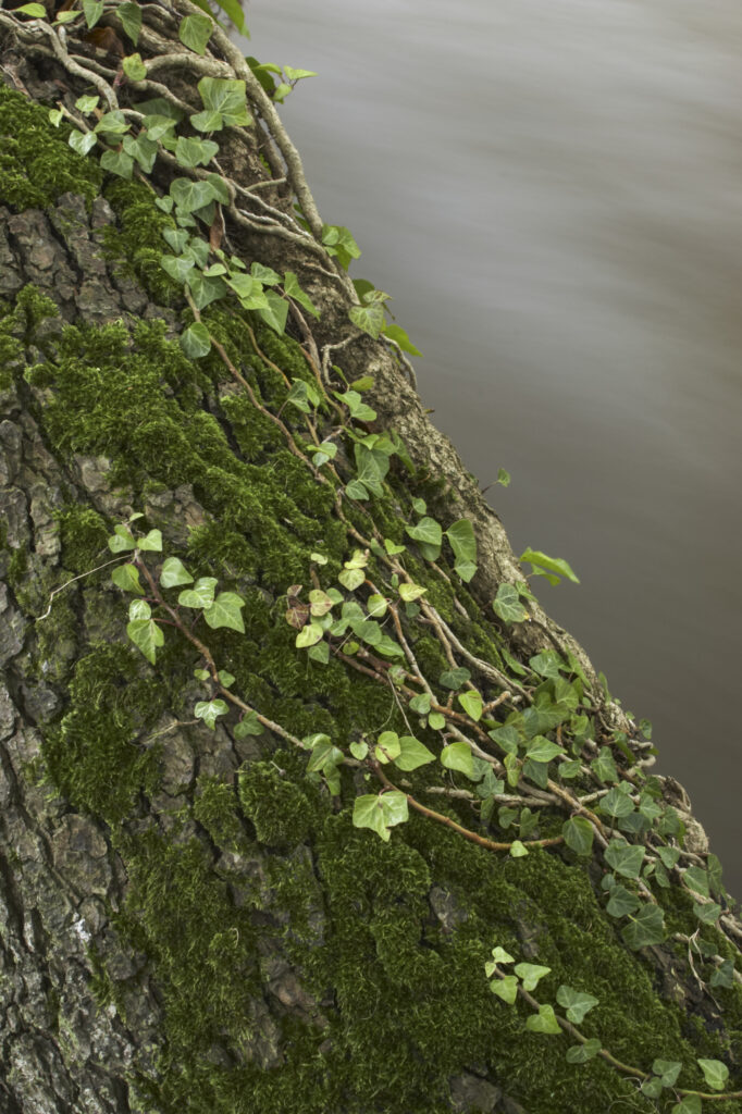 England, Cumbria, River Caldrew. Abstract view of ivy growing on a tree stretching over the fast flowing waters of the River Caldew.