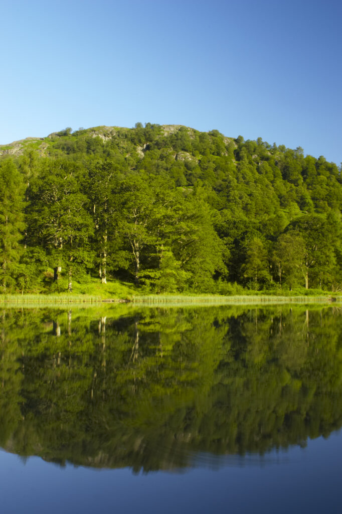 England, Cumbria, Lake District National Park Reflections of typical lake district scenary in the still waters of Yew Tree Tarn