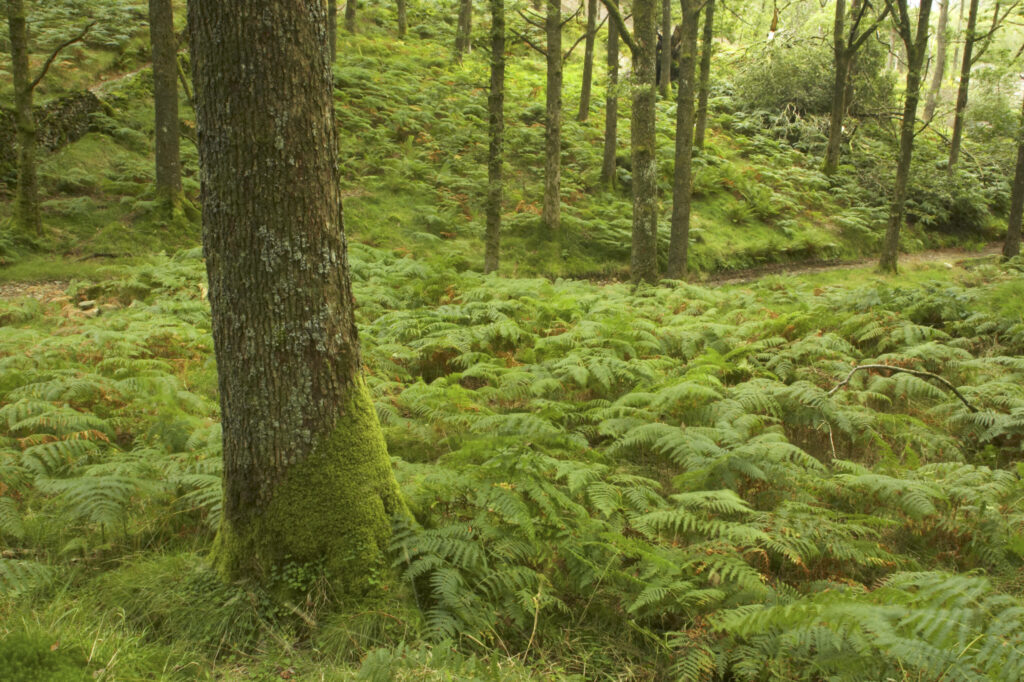 England, Cumbria, Lake District National Park. The summer colours of fern and forest in Colwith Woods, along the Cumbria Way long distance route.