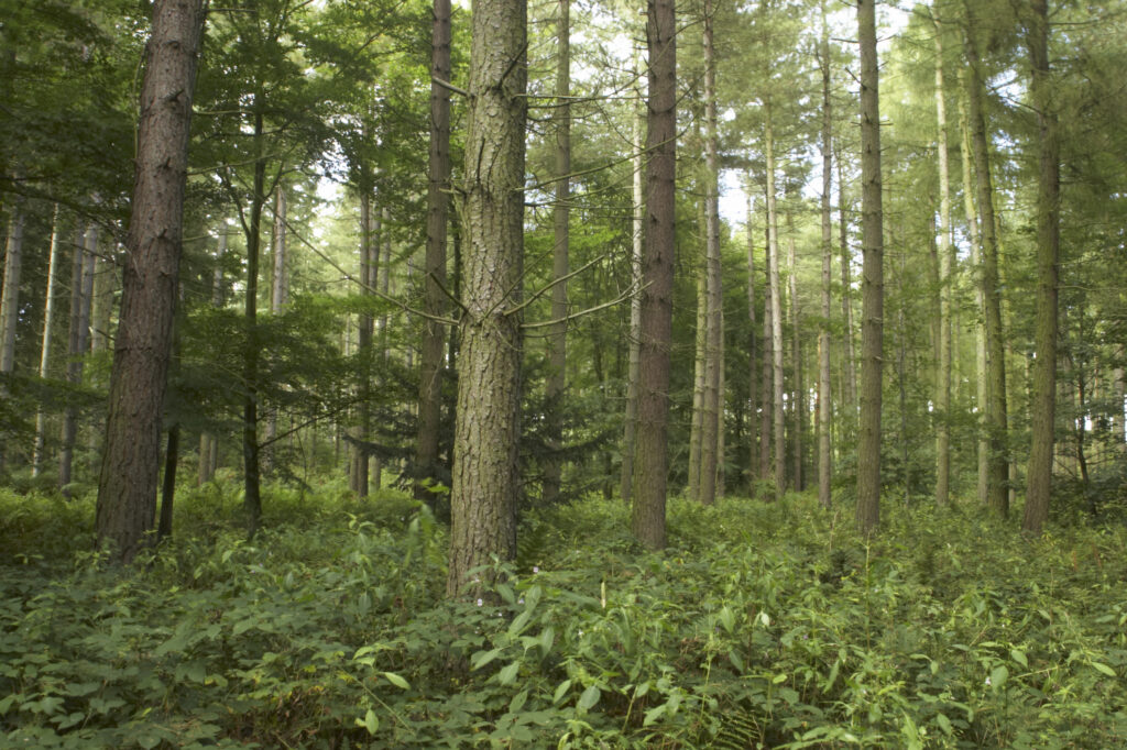 England, Staffordshire, Kinver. Forestry commision woodland near Kinver Edge in the West Midlands.