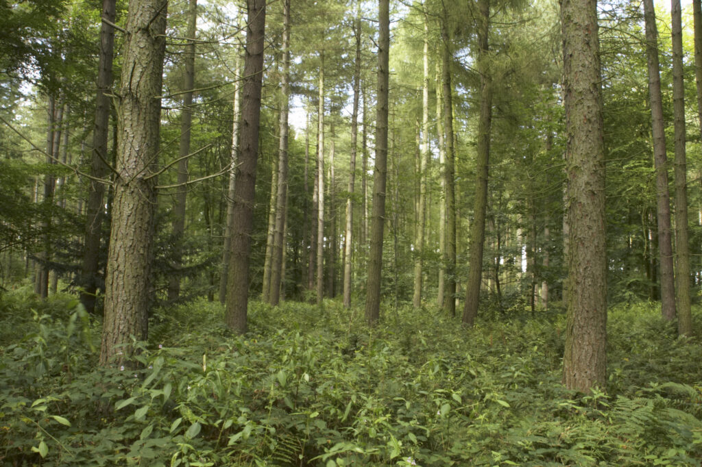 England, Staffordshire, Kinver. Forestry commision woodland near Kinver Edge in the West Midlands.