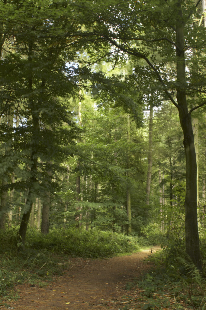 England, Staffordshire, Kinver. Footpath running through forestry commision woodland near Kinver Edge in the West Midlands.