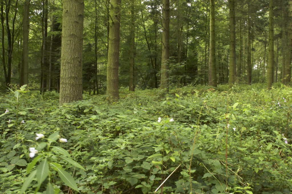 England, Staffordshire, Kinver. Forestry commision woodland near Kinver Edge in the West Midlands.