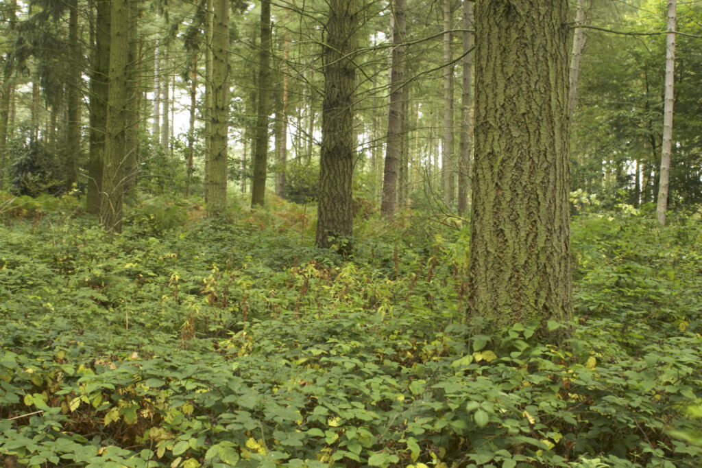 England, Staffordshire, Kinver. Forestry commision woodland near Kinver Edge in the West Midlands.
