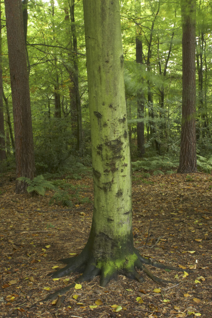 England, Staffordshire, Kinver. Forestry commision woodland near Kinver Edge in the West Midlands.