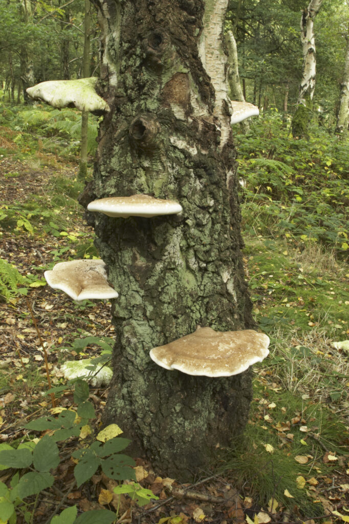 England, Staffordshire, Kinver. Bracket fungi / fungus on tree in forestry commision woodland near Kinver Edge in the West Midlands.