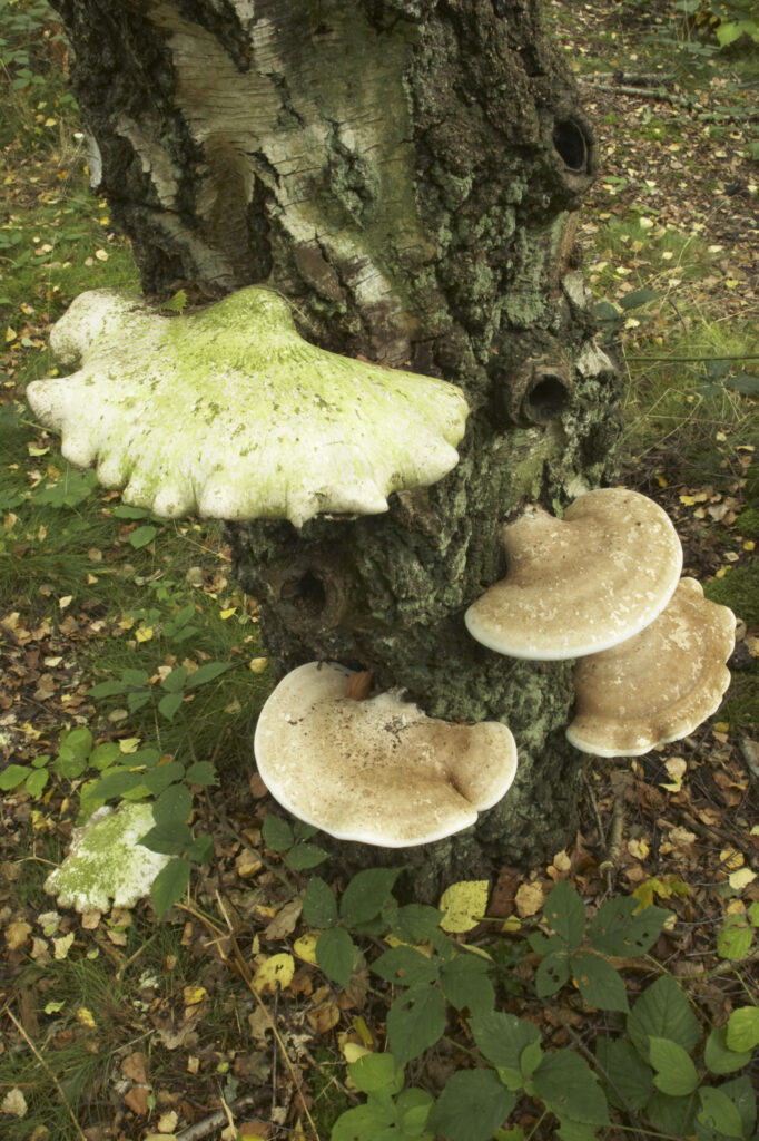 England, Staffordshire, Kinver. Bracket fungi / fungus on tree in forestry commision woodland near Kinver Edge in the West Midlands.