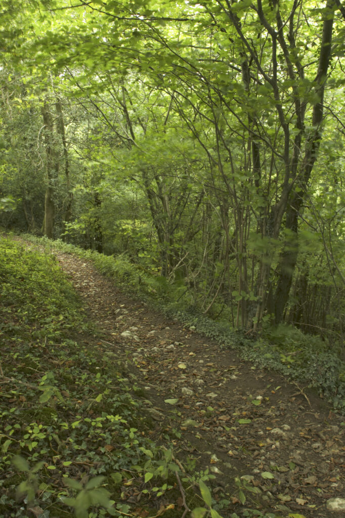 England, Shropshire, Wenlock Edge. Path running through woodland in this National Trust area near Much Wenlock and the West Midlands.