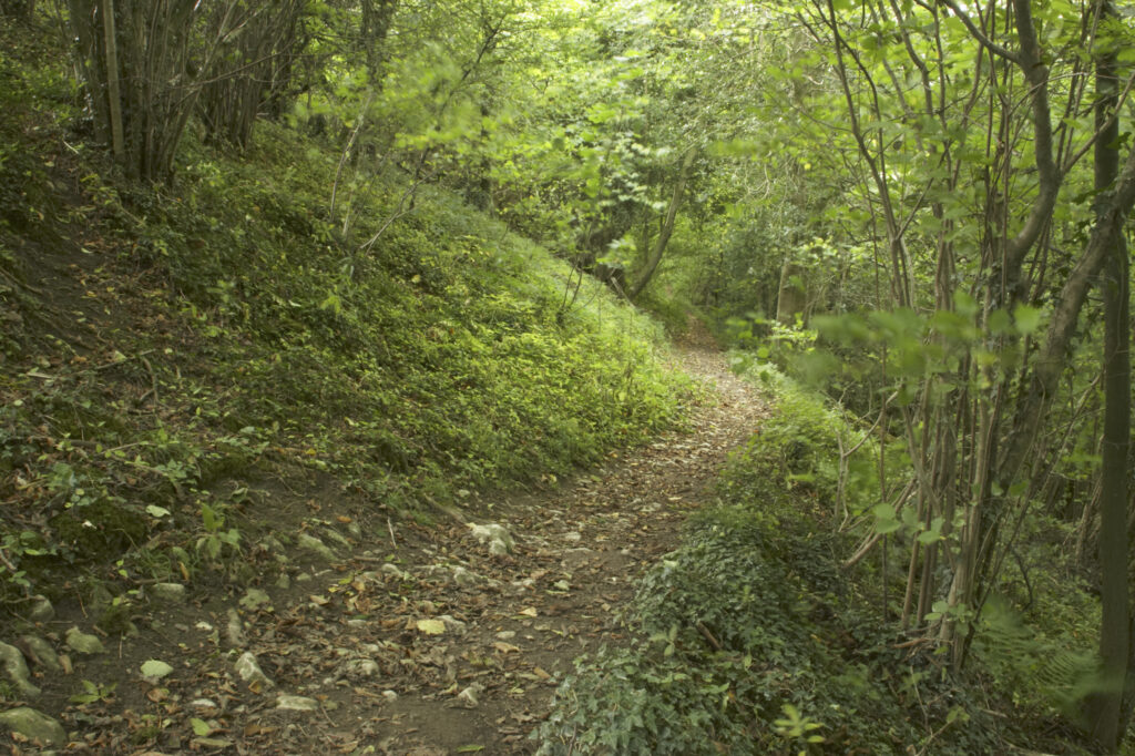 England, Shropshire, Wenlock Edge. Path running through woodland in this National Trust area near Much Wenlock and the West Midlands.