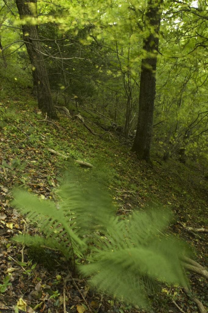 England, Shropshire, Wenlock Edge. A native fern growing in woodland in this National Trust area near Much Wenlock and the West Midlands.