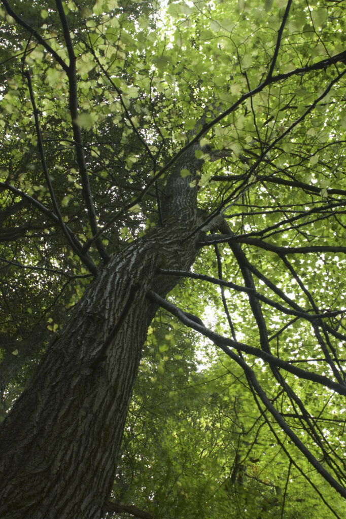 England, Shropshire, Wenlock Edge. Tree growing in woodland in this National Trust area near Much Wenlock and the West Midlands.