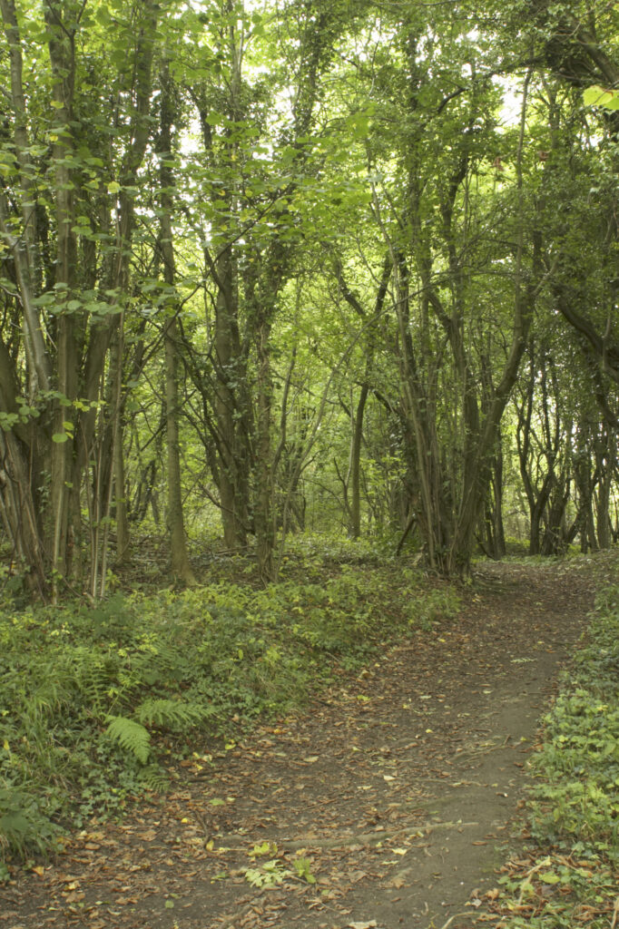 England, Shropshire, Wenlock Edge. Path running through woodland in this National Trust area near Much Wenlock and the West Midlands.