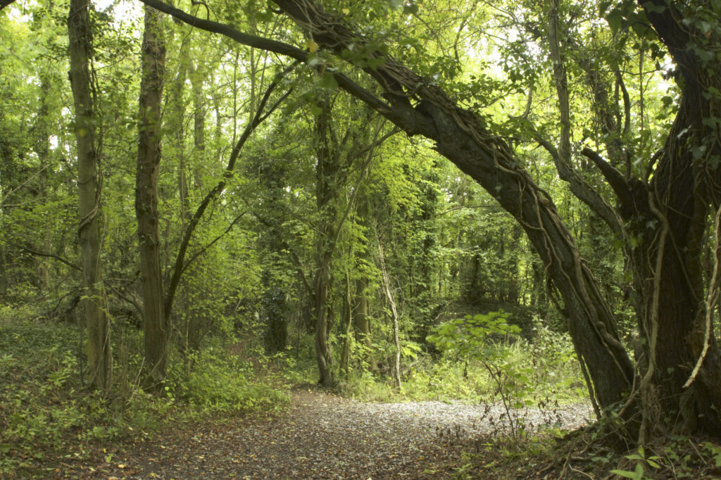 England, Shropshire, Wenlock Edge. Path running through woodland in this National Trust area near Much Wenlock and the West Midlands.