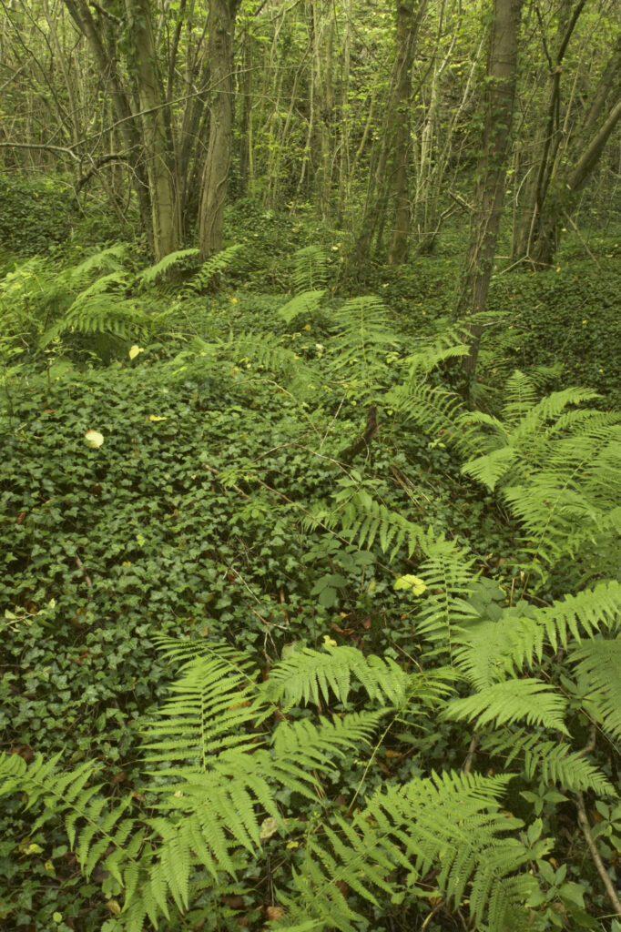 England, Shropshire, Wenlock Edge. Native ferns growing in woodland in this National Trust area near Much Wenlock and the West Midlands.