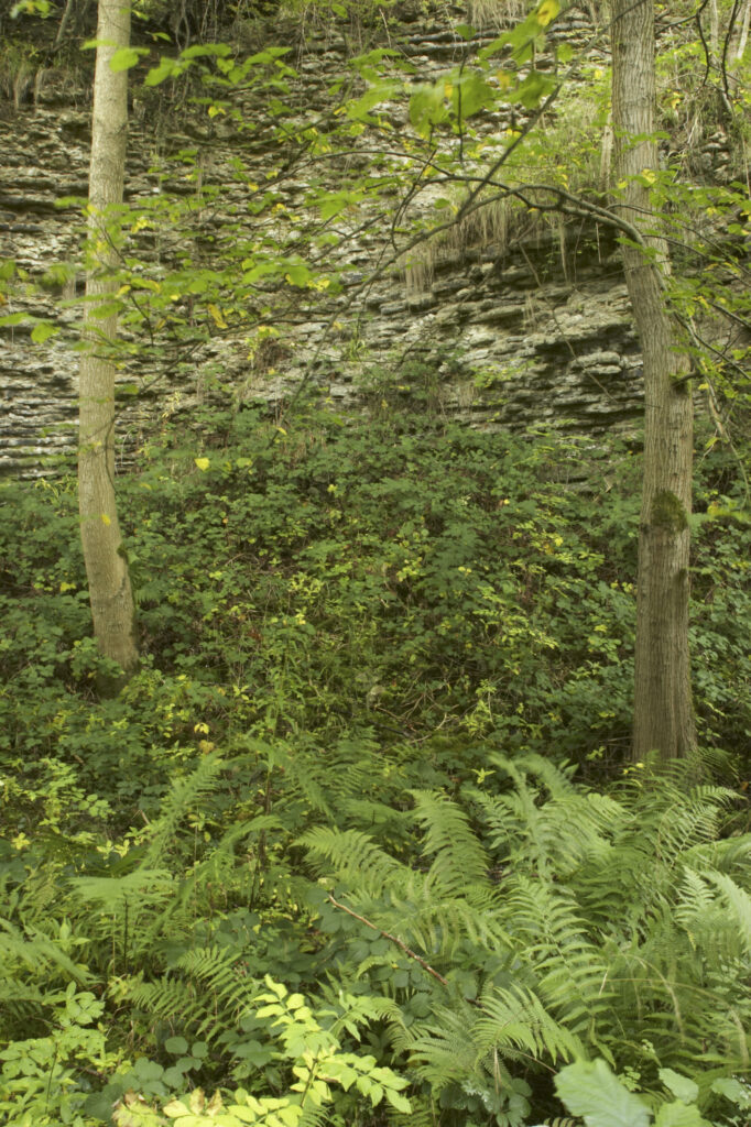 England, Shropshire, Wenlock Edge. Native ferns growing in woodland by disused quarry in this National Trust area near Much Wenlock and the West Midlands.