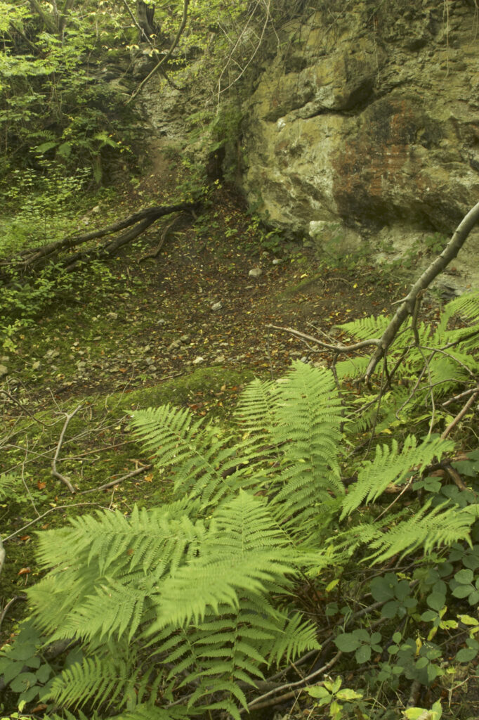 England, Shropshire, Wenlock Edge. A native fern growing in woodland in this National Trust area near Much Wenlock and the West Midlands.