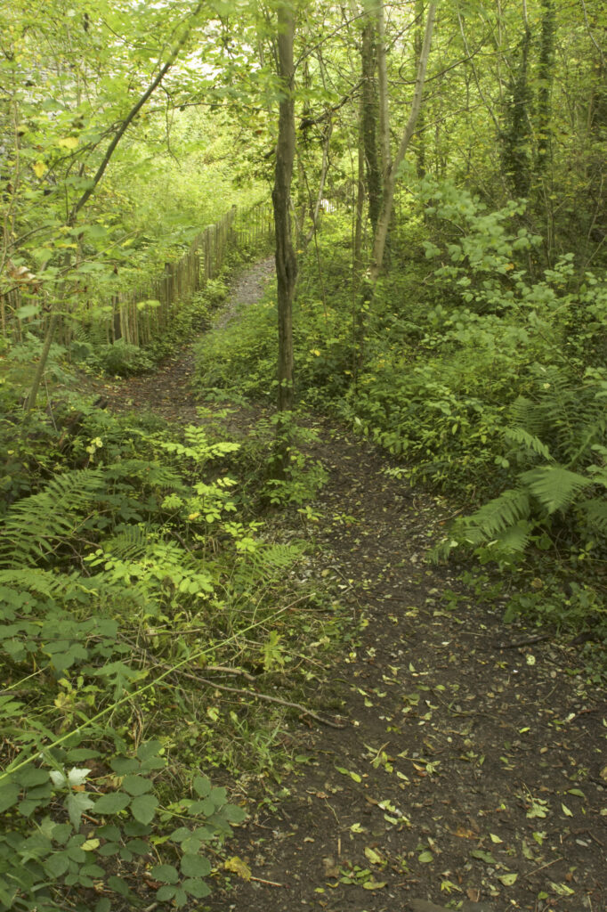 England, Shropshire, Wenlock Edge. Path running through woodland in this National Trust area near Much Wenlock and the West Midlands.